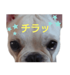 フレブル倶楽部 French bulldog（個別スタンプ：37）