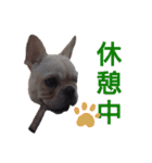 フレブル倶楽部 French bulldog（個別スタンプ：38）