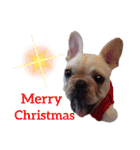 フレブル倶楽部 French bulldog（個別スタンプ：40）