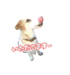 ジャックのあぐちゃん（個別スタンプ：22）