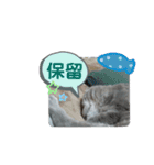 しまの猫の日（個別スタンプ：16）