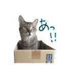 うちのねこズ ペコとバン（個別スタンプ：9）