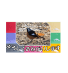 鳥シリーズ 敬語（個別スタンプ：1）