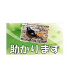 鳥シリーズ 敬語（個別スタンプ：2）