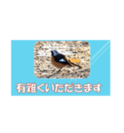 鳥シリーズ 敬語（個別スタンプ：5）