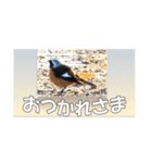 鳥シリーズ 敬語（個別スタンプ：7）