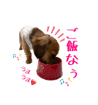 チワックスNoel（個別スタンプ：16）