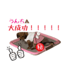 チワックスNoel（個別スタンプ：20）