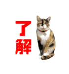 にゃるがくるが日記（個別スタンプ：2）