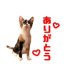 にゃるがくるが日記（個別スタンプ：3）
