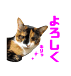 にゃるがくるが日記（個別スタンプ：4）