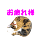 にゃるがくるが日記（個別スタンプ：5）