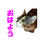 にゃるがくるが日記（個別スタンプ：6）