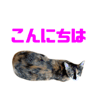 にゃるがくるが日記（個別スタンプ：7）