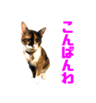 にゃるがくるが日記（個別スタンプ：8）