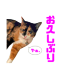 にゃるがくるが日記（個別スタンプ：9）