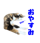 にゃるがくるが日記（個別スタンプ：10）