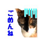 にゃるがくるが日記（個別スタンプ：11）