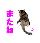 にゃるがくるが日記（個別スタンプ：12）