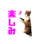 にゃるがくるが日記（個別スタンプ：13）