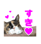 にゃるがくるが日記（個別スタンプ：15）