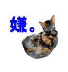 にゃるがくるが日記（個別スタンプ：16）