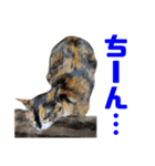 にゃるがくるが日記（個別スタンプ：17）