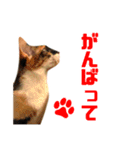 にゃるがくるが日記（個別スタンプ：18）