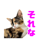 にゃるがくるが日記（個別スタンプ：19）