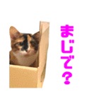 にゃるがくるが日記（個別スタンプ：20）