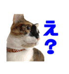 にゃるがくるが日記（個別スタンプ：21）