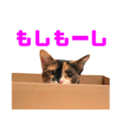 にゃるがくるが日記（個別スタンプ：24）