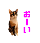 にゃるがくるが日記（個別スタンプ：25）