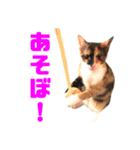 にゃるがくるが日記（個別スタンプ：26）