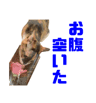 にゃるがくるが日記（個別スタンプ：27）