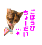 にゃるがくるが日記（個別スタンプ：28）