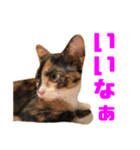 にゃるがくるが日記（個別スタンプ：29）