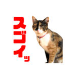 にゃるがくるが日記（個別スタンプ：30）