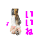 にゃるがくるが日記（個別スタンプ：31）