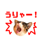 にゃるがくるが日記（個別スタンプ：32）