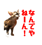 にゃるがくるが日記（個別スタンプ：33）