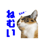 にゃるがくるが日記（個別スタンプ：34）