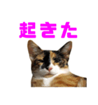 にゃるがくるが日記（個別スタンプ：35）