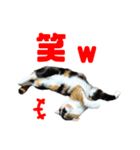 にゃるがくるが日記（個別スタンプ：38）
