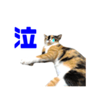 にゃるがくるが日記（個別スタンプ：39）