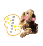 もんちゃん、もなか、時々まろさんPart2（個別スタンプ：22）