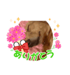 犬のスタンプ第一（個別スタンプ：7）