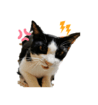 ミントだよ（個別スタンプ：3）