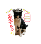 ミントだよ（個別スタンプ：8）