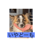 すみか 茨城var（個別スタンプ：1）
